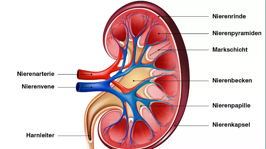 Schemazeichnung einer Niere, Grafik: © Alexander Pokusay – 123rf.com
